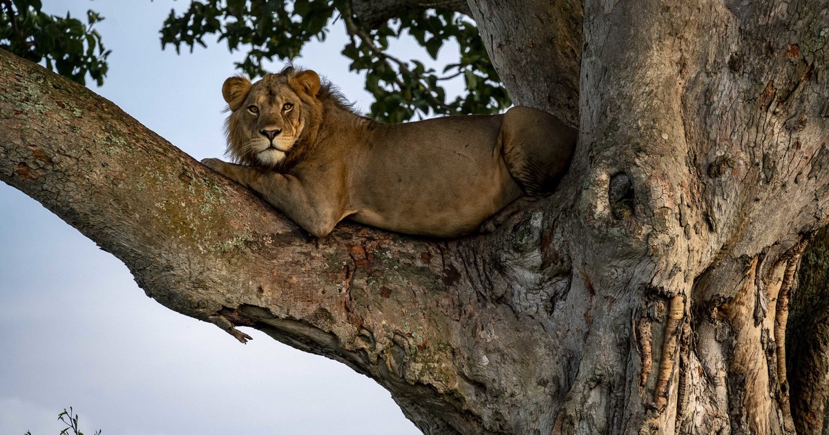 From a content-gathering trip to Queen Elizabeth National Park, Uganda, October 2021.
