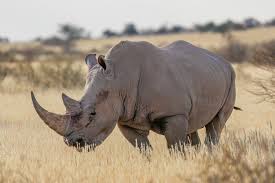 Big Five Safari in Kenya Guide