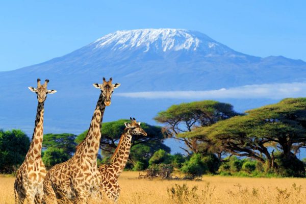 Amboseli-national-park-Kenya. Kenya’s national park safaris and tours, 2 Days 1 Night Amboseli Safari from Nairobi, 6 Days Ultimate Kenyan Safari, 1 Day Safari Tour in Amboseli National Park, safaris in kenya, kenya safaris, kenyan safaris, wildlife safaris in Kenya, game drive safaris in kenya, national park safaris in kenya, safaris in kenya price, safaris in kenya cost, safaris in kenya packages, East Africa safaris; East Africa safari tours; East Africa travel experiences; African safari experiences; East Africa wildlife safaris; Big Five safaris East Africa; Gorilla trekking East Africa; Great Migration safaris; Cultural tours in East Africa; Primate safaris East Africa; Luxury safaris East Africa; Budget safaris East Africa; East Africa tour packages; East Africa adventure tours; East Africa holiday safaris; East Africa guided tours; Wildlife tours in East Africa; Safari holidays East Africa; East Africa travel destinations; East Africa nature tours; East Africa safari itineraries; Best safaris in East Africa; East Africa eco tourism; African wildlife experiences; East Africa national parks; East Africa safari activities; Multi-country safaris East Africa; East Africa tourism experiences; East Africa cultural experiences; East Africa wildlife adventures