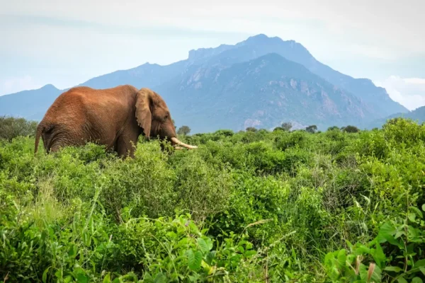 kenyan national parks, kenya's national parks, kenya national parks, national parks in kenya, national park in kenya, 3 Days Tsavo East Safari and Taita hills, 1 Day Tsavo East National Park Safari, Tsavo East Safari, kenya safaris, safaris in kenya, kenya safari adventure, kenya safari park, tsavo national park