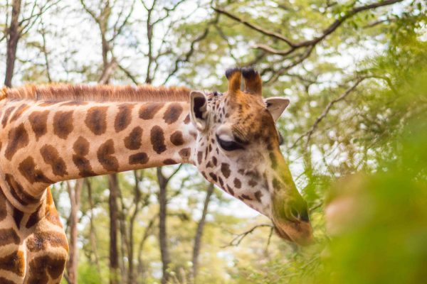 Kenya's Giraffe Centre Adventure, Kenya's Giraffe Centre, Giraffe Centre, 2 Days 1 Night Amboseli Safari from Nairobi