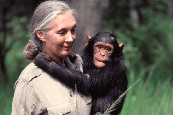 NGAMBA-ISLAND-CHIMPANZEE-SANCTURARY-SILVER-JUBILEE #image_title