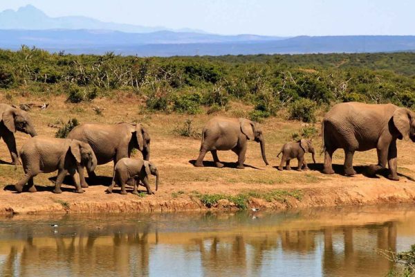 Akagera vs Maasai Mara – Which Safari is Better?