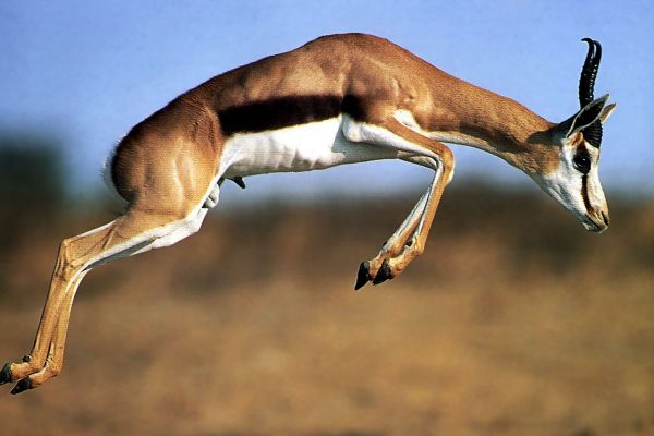 mkomazi national park, mkomazi national park map, mkomazi national park location, mkomazi national park location, mkomazi national park entrance fee, mkomazi national park fees, mkomazi national park lodges, african safari