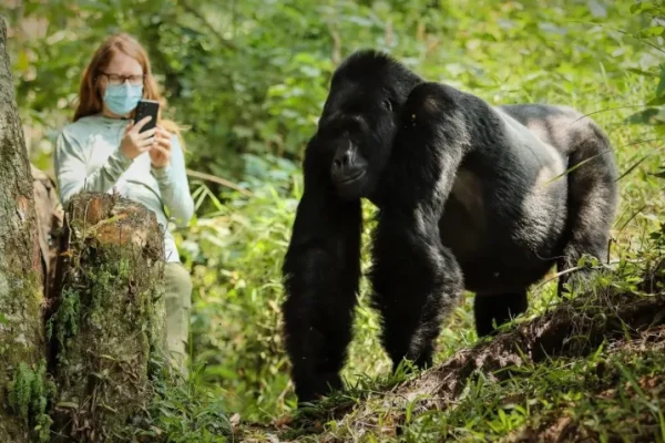 bwindi gorillas up close Bwindi Impenetrable National Forest, bwindi impenetrable forest, bwindi uganda, bwindi national park, bwindi gorilla national park, bwindi bandas, bwindi park, bwindi forest, bwindi mountain gorillas, gorillas in bwindi, bwindi forest park, rwanda safaris and tour packages, Safari Adventures in East African, East Africa Safari Tours, African Safari Experience