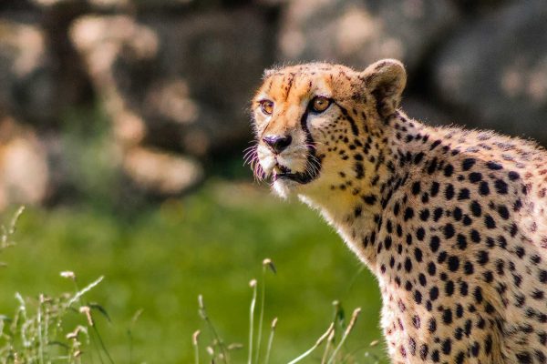 cheetahs-rock cheetah's rock zanzibar, cheetahs rock, cheetahs rock zanzibar, zanzibar cheetah's rock, cheetahs in tanzania, cheetah's rock tanzania, visit cheetah's rock zanzibar