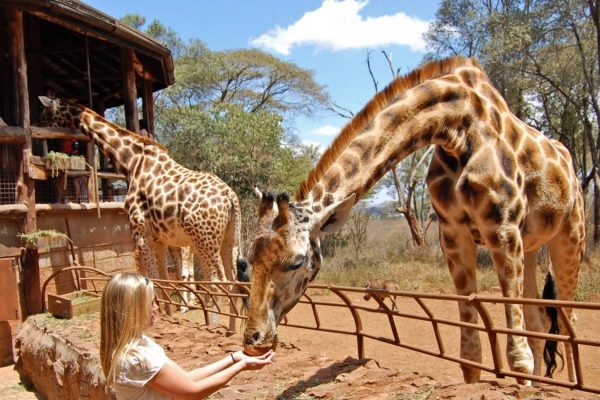 Kenya's Giraffe Centre Adventure, Kenya's Giraffe Centre, Giraffe Centre, 1 Day Nairobi National Park Safari, Safari Adventures in East African, East Africa Safari Tours, African Safari Experience
