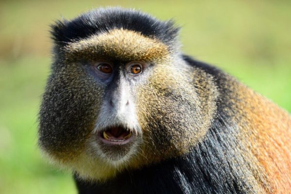 golden-monkey-1200×675-2 golden monkey trekking