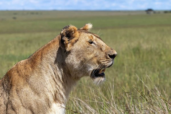 africa safaris, east africa safaris, kenya safaris, African safari