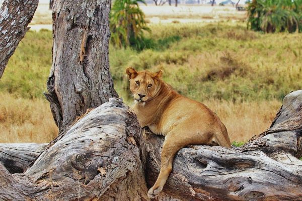 classic africa safaris, nyerere national park, selous conservation area