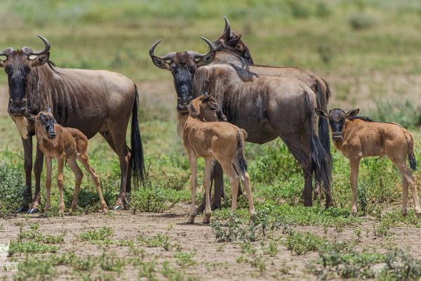 serengeti-wildebeest-migration-calving-safari-season Serengeti National Park, 3 Days Maasai Mara Safari from Nairobi